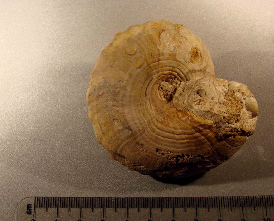 fossili da identificare, No 2.